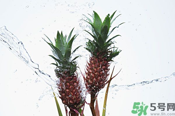 菠蘿和螃蟹能一起吃嗎？菠蘿能與螃蟹同吃嗎？