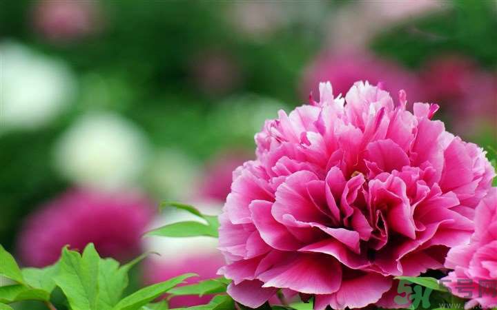 懷孕了能養(yǎng)花嗎？養(yǎng)什么花對(duì)胎兒好？