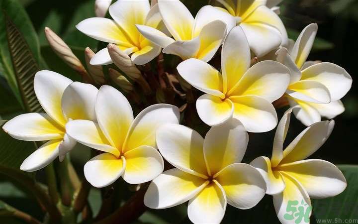 懷孕了能養(yǎng)花嗎？養(yǎng)什么花對(duì)胎兒好？