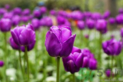 懷孕了能養(yǎng)花嗎？養(yǎng)什么花對(duì)胎兒好？