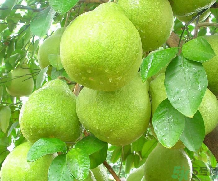 春季吃什么養(yǎng)生？春季怎樣養(yǎng)生？