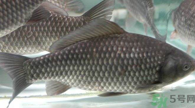 吃魚真的能變聰明嗎？喝魚湯有什么好處？