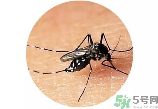 黃熱病是什么？黃熱病是什么癥狀？