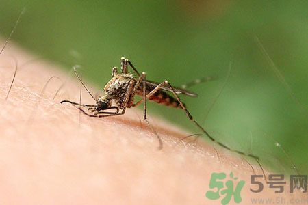 黃熱病可以吃水果嗎？怎么預防黃熱病癥狀？