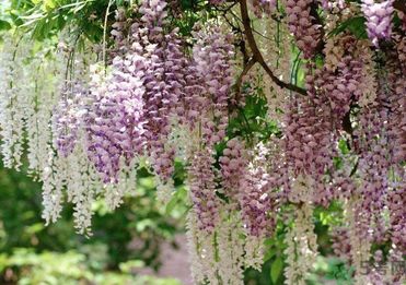 春天吃什么蔬菜好？春天吃蔬菜對(duì)身體有什么好？