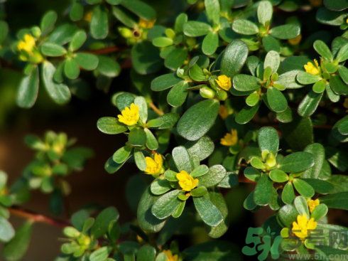 春天吃什么蔬菜好？春天吃蔬菜對(duì)身體有什么好？