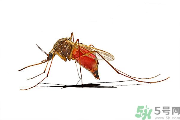 打黃熱病疫苗注意事項(xiàng)？防蚊蟲叮咬的最好方法