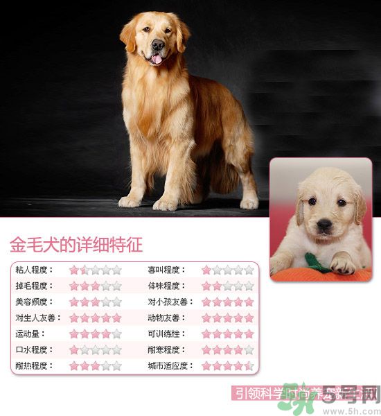 熱門寵物排名你知道嗎？寵物明星有哪些？