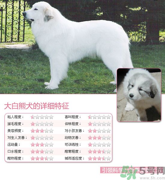 熱門寵物排名你知道嗎？寵物明星有哪些？