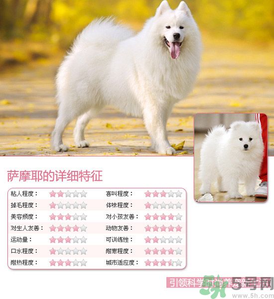 熱門寵物排名你知道嗎？寵物明星有哪些？