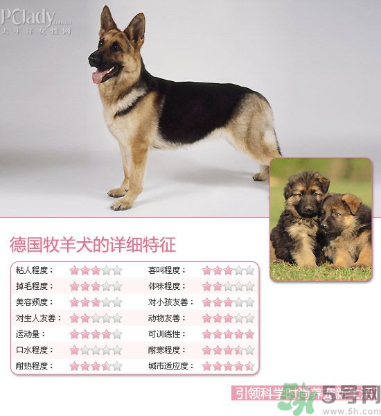 熱門寵物排名你知道嗎？寵物明星有哪些？