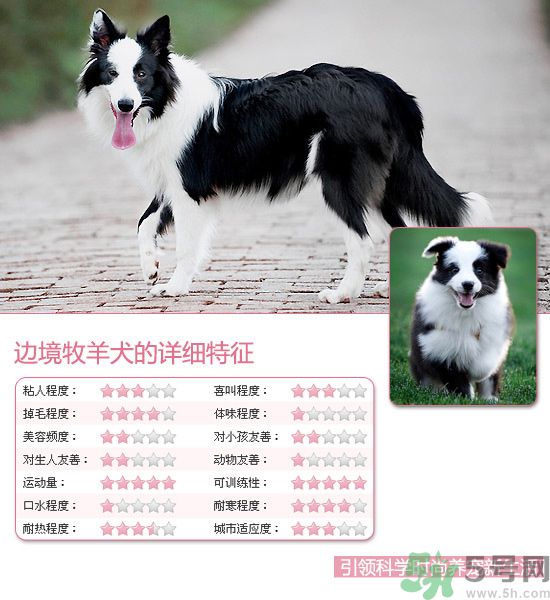 熱門寵物排名你知道嗎？寵物明星有哪些？