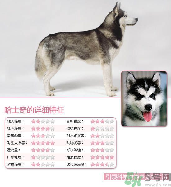 熱門寵物排名你知道嗎？寵物明星有哪些？