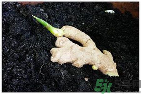 生姜發(fā)芽了能吃嗎？生姜發(fā)綠了能吃嗎？