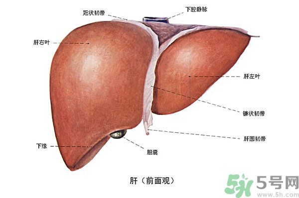 得了脂肪肝該怎么治？脂肪肝對人體危害有多大？