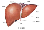 得了脂肪肝該怎么治？脂肪肝對人體危害有多大？