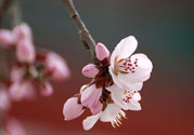 春分時養(yǎng)生要注意什么？春分要預(yù)防哪些疾??？