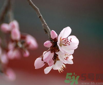 春分時(shí)養(yǎng)生要注意什么？春分要預(yù)防哪些疾?。?></p> </div>
<div align=