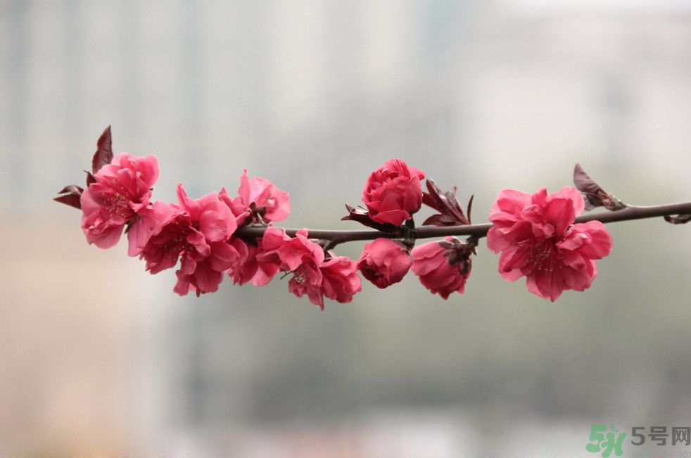 什么花可以凈化空氣？什么花可以減肥？