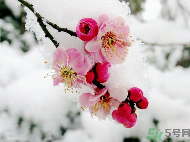 清明節(jié)有哪些習(xí)俗？清明節(jié)習(xí)俗的來源？