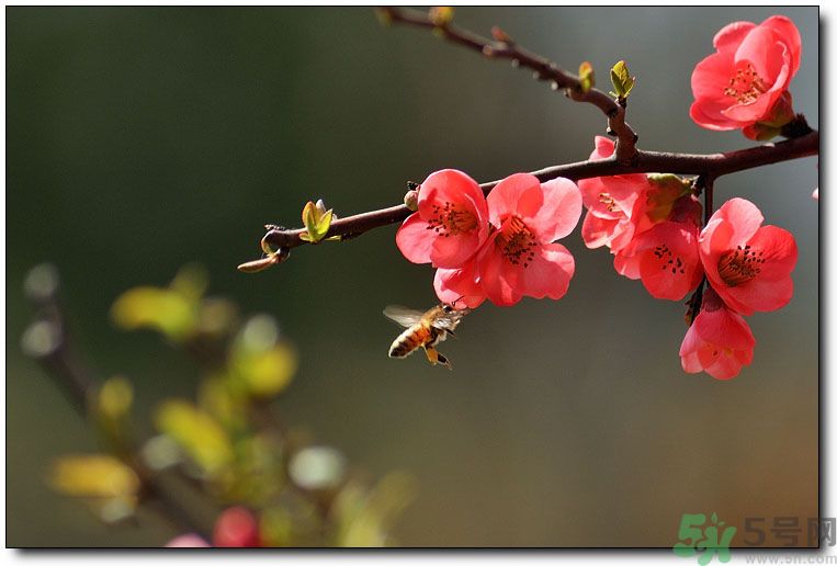 清明節(jié)有哪些習(xí)俗？清明節(jié)習(xí)俗的來源？