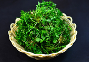 薺菜根能吃嗎？薺菜要去根吃嗎？