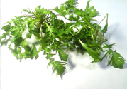 薺菜可以泡水喝嗎？薺菜泡水喝有什么好處？