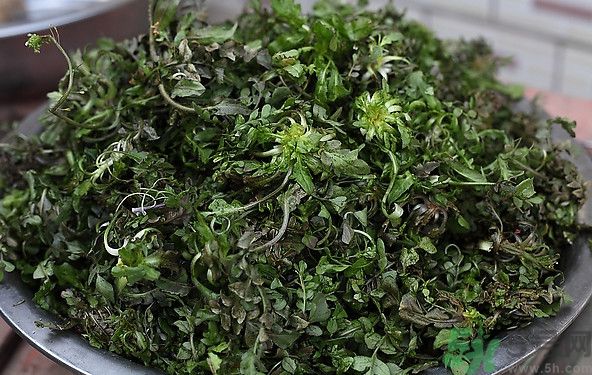薺菜為什么是苦的？薺菜味道苦嗎？