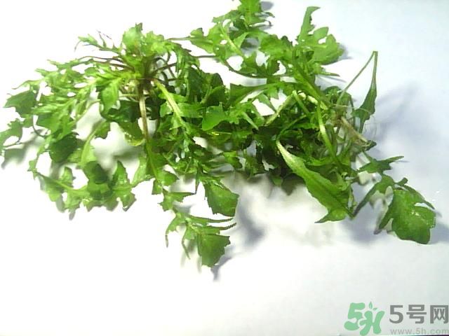 薺菜可以泡水喝嗎？薺菜泡水喝有什么好處？