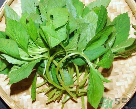 薺菜可以泡水喝嗎？薺菜泡水喝有什么好處？