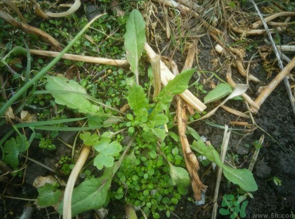 薺菜開(kāi)花了能吃嗎？薺菜花可以吃嗎？