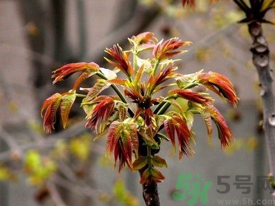 香椿好吃嗎？香椿可以做菜嗎？