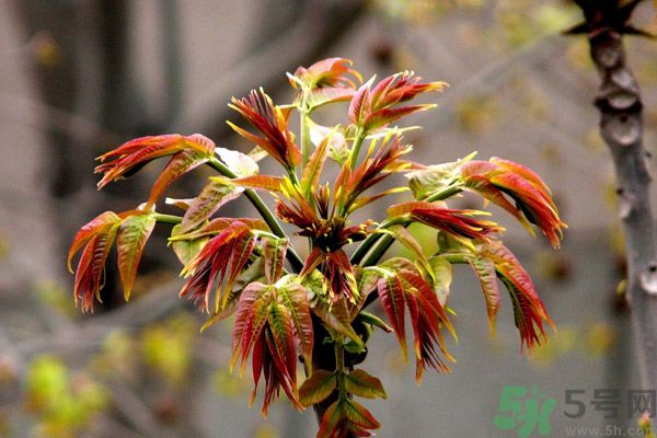 香椿好吃嗎？香椿可以做菜嗎？