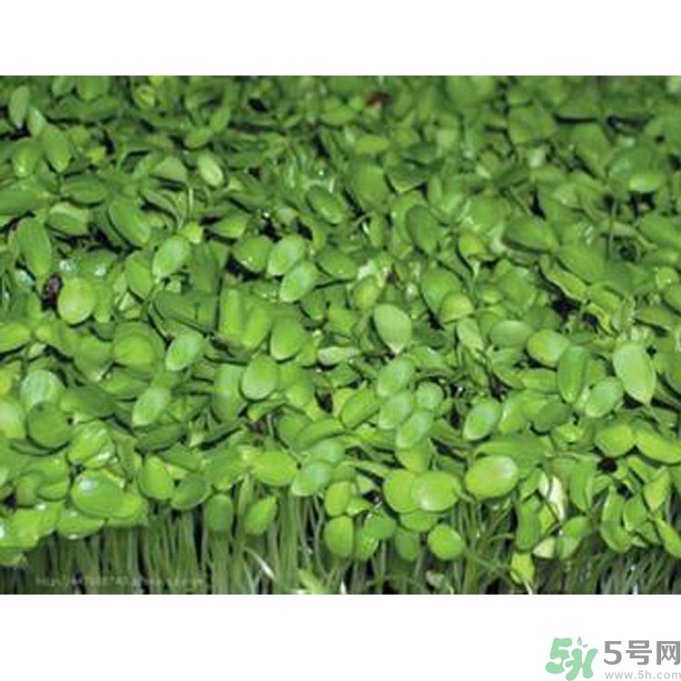 吃香椿要焯水嗎？吃香椿焯水還有營養(yǎng)價(jià)值嗎？