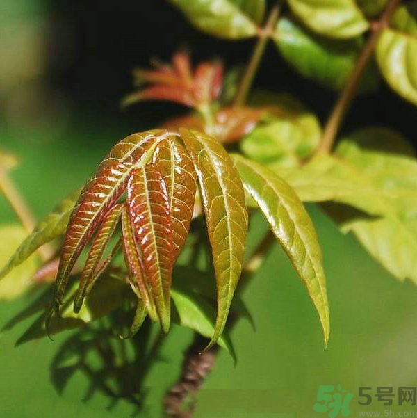 吃香椿要焯水嗎？吃香椿焯水還有營養(yǎng)價(jià)值嗎？