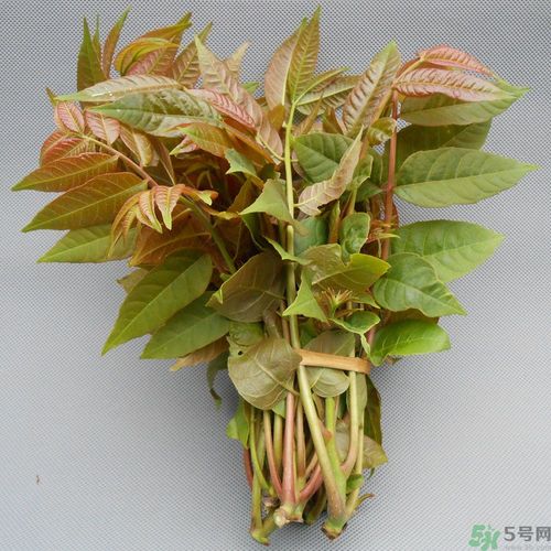 吃香椿要焯水嗎？吃香椿焯水還有營養(yǎng)價(jià)值嗎？