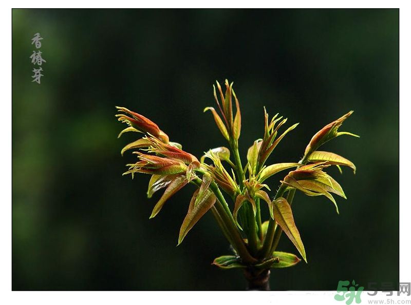 吃香椿有什么好處？香椿可以預(yù)防疾病嗎？