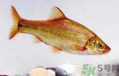 怎么挑選魚(yú)？挑魚(yú)的技巧有哪些？