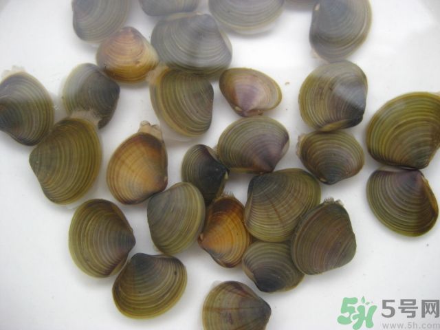 河蚌要怎么清洗才干凈？河蚌的清洗方法？