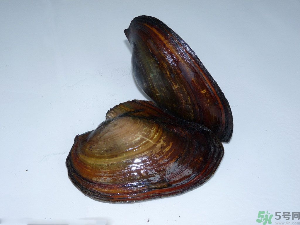 河蚌要怎么清洗才干凈？河蚌的清洗方法？