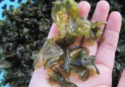 地皮菜孕婦能吃嗎？地皮菜孕婦吃好嗎？