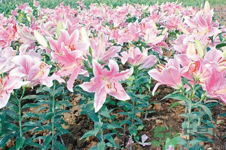 百合花可以吃嗎？百合花吃哪種？