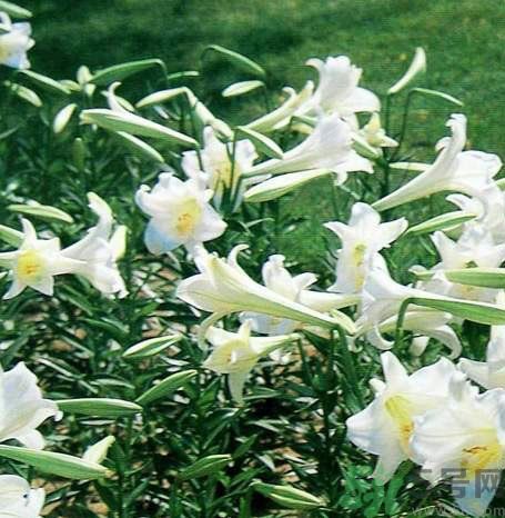 百合花可以吃嗎？百合花吃哪種？