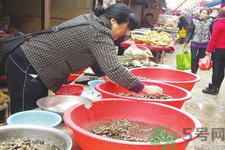 怎么挑選螺螄？螺螄怎么清洗？
