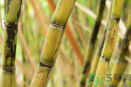 清明節(jié)可以吃甘蔗嗎？清明節(jié)不能吃哪些食物？