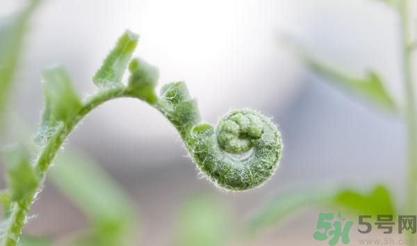 清明節(jié)可以吃甘蔗嗎？清明節(jié)不能吃哪些食物？