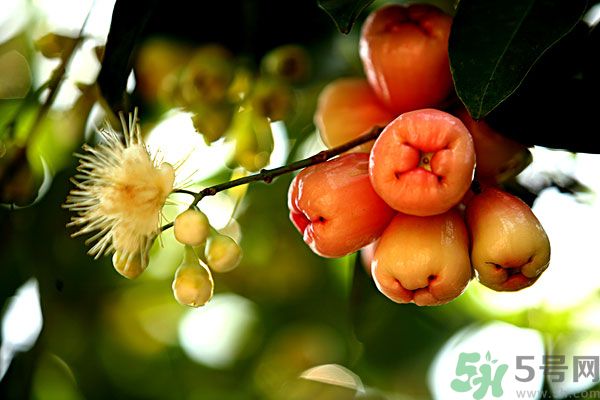 蓮霧月經(jīng)期間能吃嗎？來月經(jīng)能不能吃蓮霧？