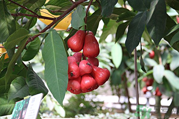 蓮霧月經(jīng)期間能吃嗎？來月經(jīng)能不能吃蓮霧？