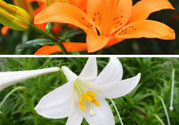百合花可以吃嗎？百合花吃哪種？