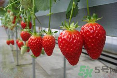 糖尿病可以吃草莓嗎？糖尿病吃草莓好嗎？